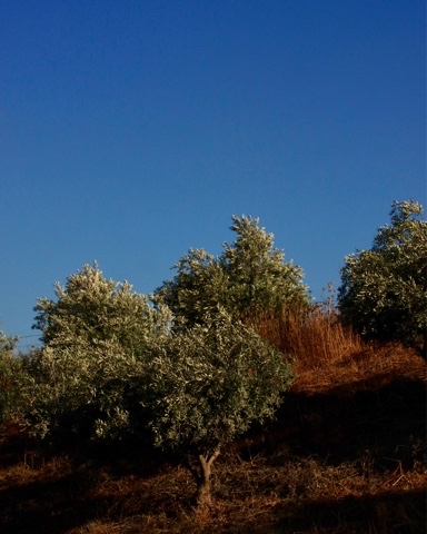 Ksusha Goroshko в LOOKY. . magic [#olive](olive...