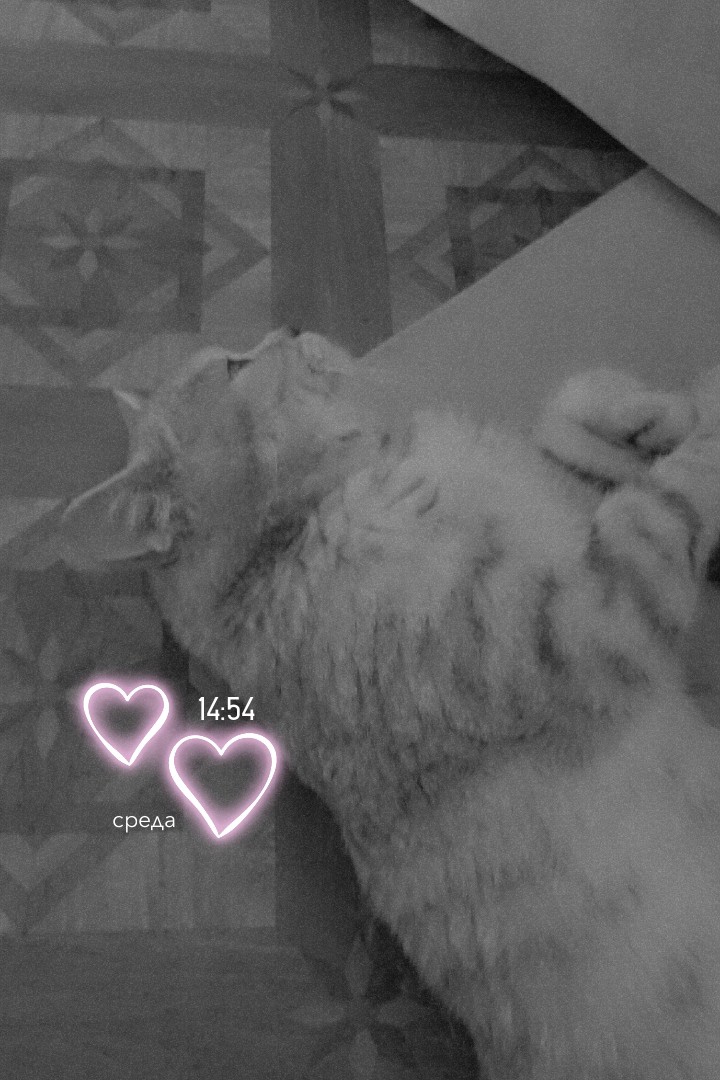 lel4ik01 в LOOKY — Загрустил маленький #котя
