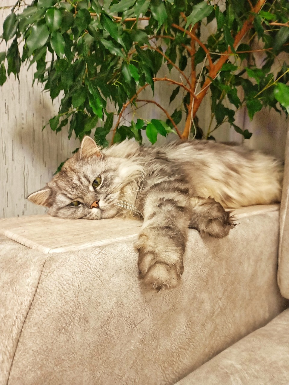darenka_little в LOOKY. #cat. #cat [#cats_of_insta...