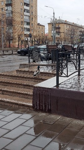 inigma1313 в LOOKY. . 