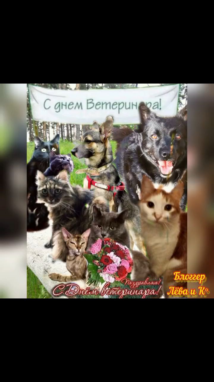 pserge61 в LOOKY. #БлоггерЛёваиК,#ДеньВетеринарногоВрачаИПрайд,#рыжийкот,#ориентал,#сфинкс,#чёрныйкот,#норвежскийлеснойкот,#русскоевропейскаялайка,#мыизкотограма,#DayOfTheVeterinarian,#RedCat,#Oriental,#Sphinx,#NorwegianForestCat,#Laika. <<🧑‍⚕️С ДНЁМ ВЕТЕРИ...