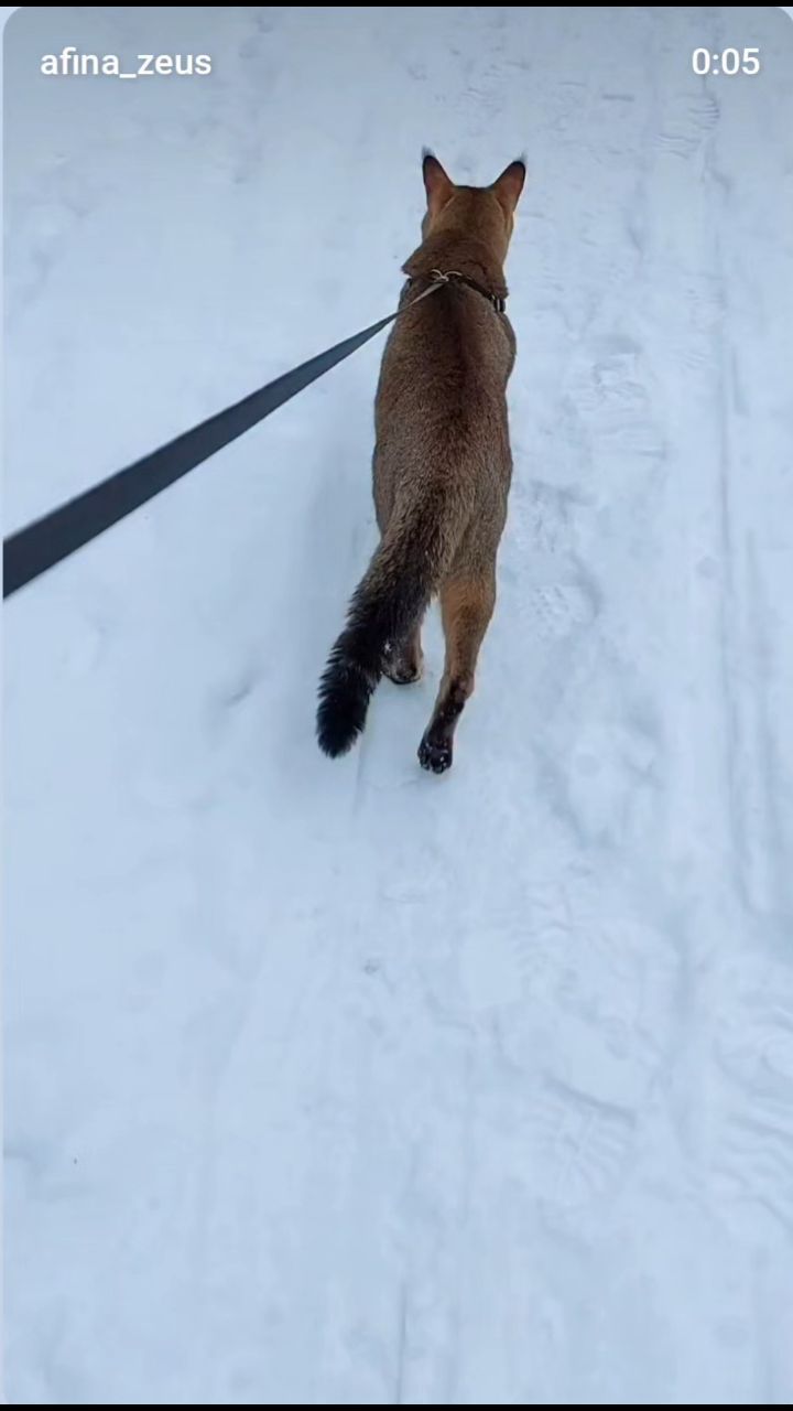 afina_zeus в LOOKY. #коты,#мыизкотограма,#большиекошки,#редкиекошки,#красивыекошки,#гибридныекошки,#видеомомент,#видосики,#котикмой,#котеечка,#зима,#природа,#наприроде,#looky,#looky_official,#looky_кошки,#рилс. Привет друзья!
Я на ...