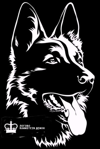 Diamond в LOOKY. #немецкаяовчарка,#немецкая_овчарка,#овчарка,#germanshepherd,#german_shepherd,#german_shepherd_dog,#gsd,#gsdRammstein,#RichBlackTan. Кусь Кусь 🐶

https:...