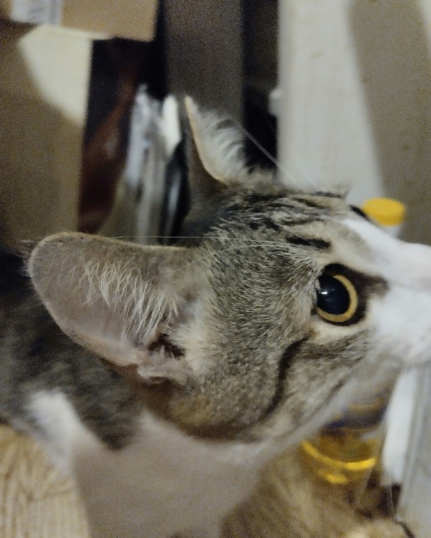 Кот Мурчик in LOOKY. . 