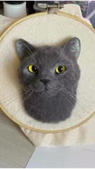 istoriya_v_shersti в LOOKY. #портретпитомца,#сухоеваляние,#питомцы,#мойкотенок😻,#напамять. Мой кот и мой первый...