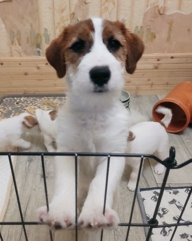 allegro_diavoletto_kennel в LOOKY. . У нас есть красивый ...