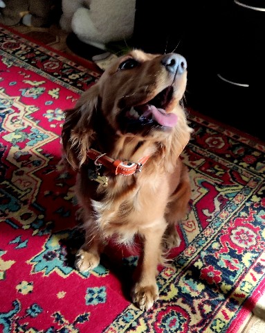kostyunina.evgeniya в LOOKY. #кокерспаниель,#собаки. Джесси 🐶

#кокерспа...