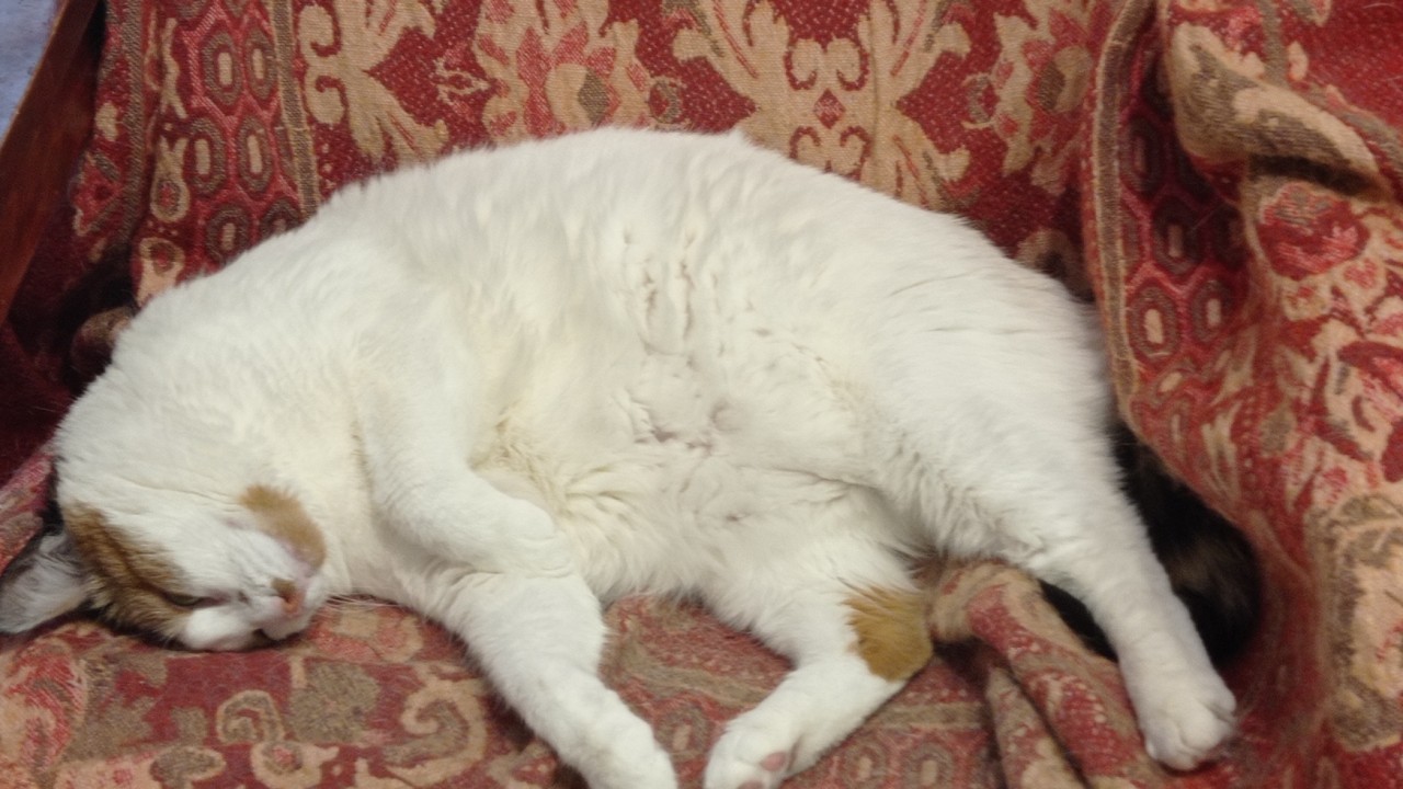 [#cats](cats) [#залежалаябулка](залежалаябулка) [#calicocat](calicocat) [#трехцветнаякошка](трехцветнаякошка) #трëхцветка
