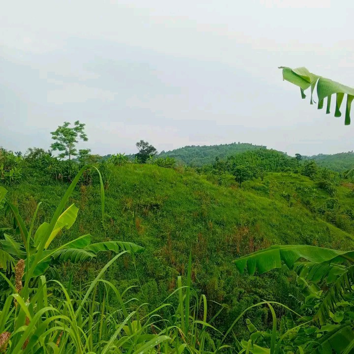 Masum_Parbez в LOOKY — GreenLand 
Matiranga, Bangladesh