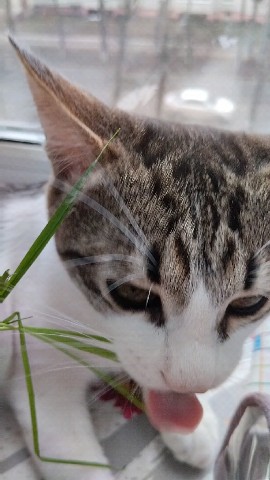 Кот Мурчик in LOOKY. . Ем траву