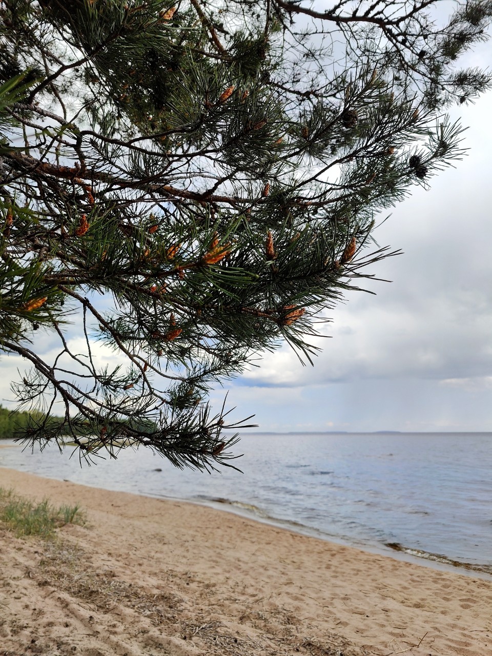 Виктор в LOOKY. #лето
#карелия,#karelia,#karjala,#живувкарелии,#летовпетрозаводске
#petroskoi,#petrozavodsk,#петрозаводск,#природа,#природакарелии,#photonature,#naturephoto
#looky,#looky_official,#LOOKY_контент,#looky_you,#you,#looky_топ. Карелия🩵Karjala
#ле...