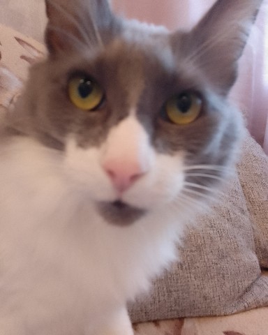 Кот эклер в LOOKY. . 