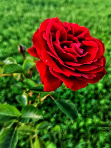 Vladova_T в LOOKY. #розы. [#flowers ](flowers)...