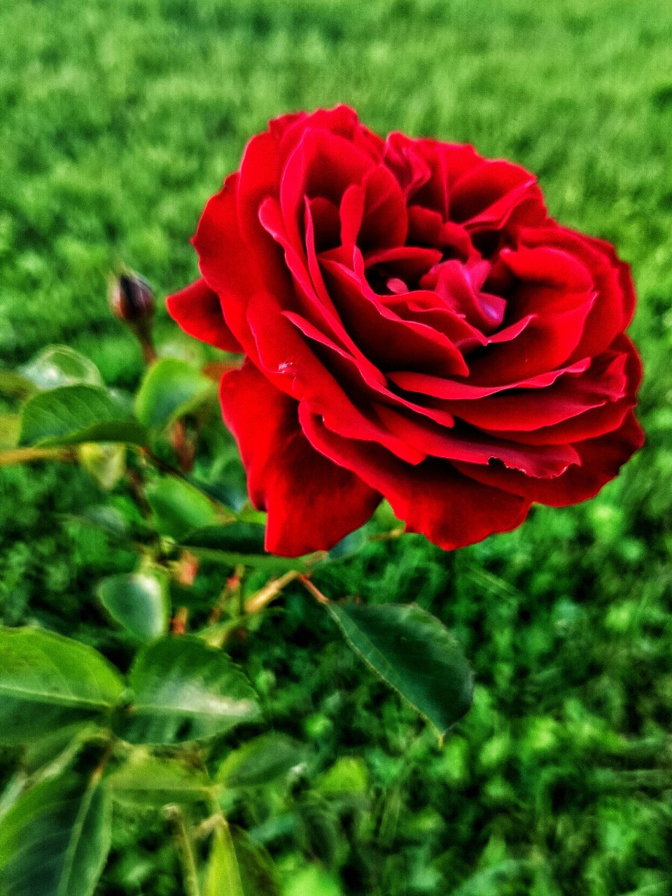 [#flowers ](flowers)#цветы #розы