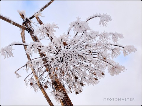 ITfotoMaster в LOOKY. #февраль,#зима,#иней,#красотавокругнас,#подмосковье,#вижукрасотувовсем,#борщевикзимой,#борщевик,#открытка,#фото,#мобильноефото,#смартфото,#mi9,#простооткройглаза. Сломан, но не сломле...