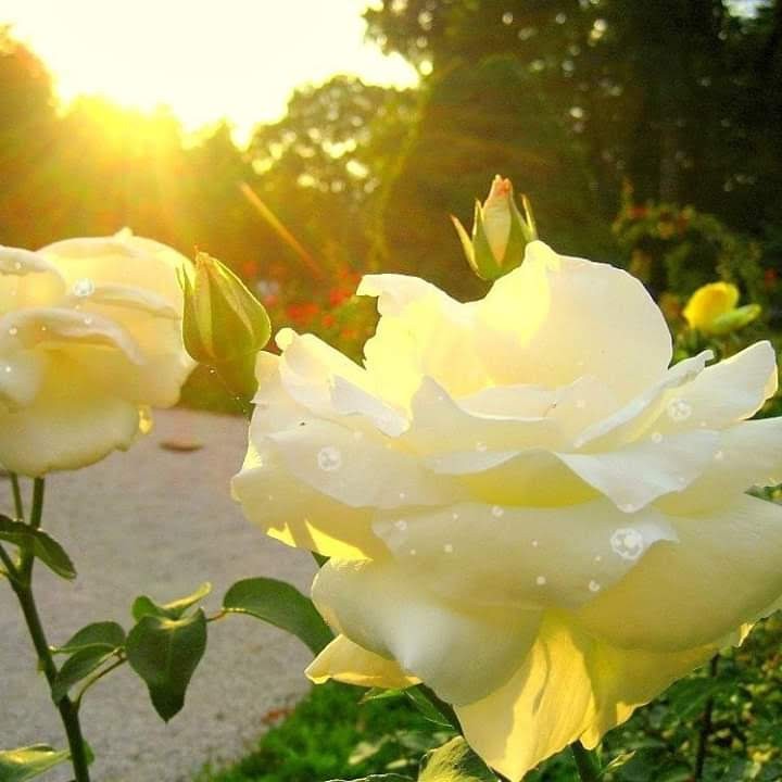 Looky_177198246739113 в LOOKY — Говорите добрые слова, 
Не скупитесь на улыбки ближним, 
Увя