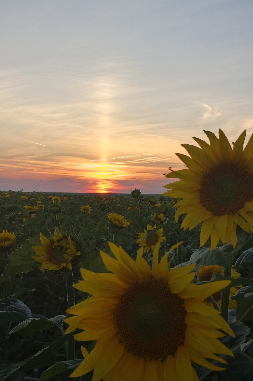 🌻😍
ЗакатЛащи🩵