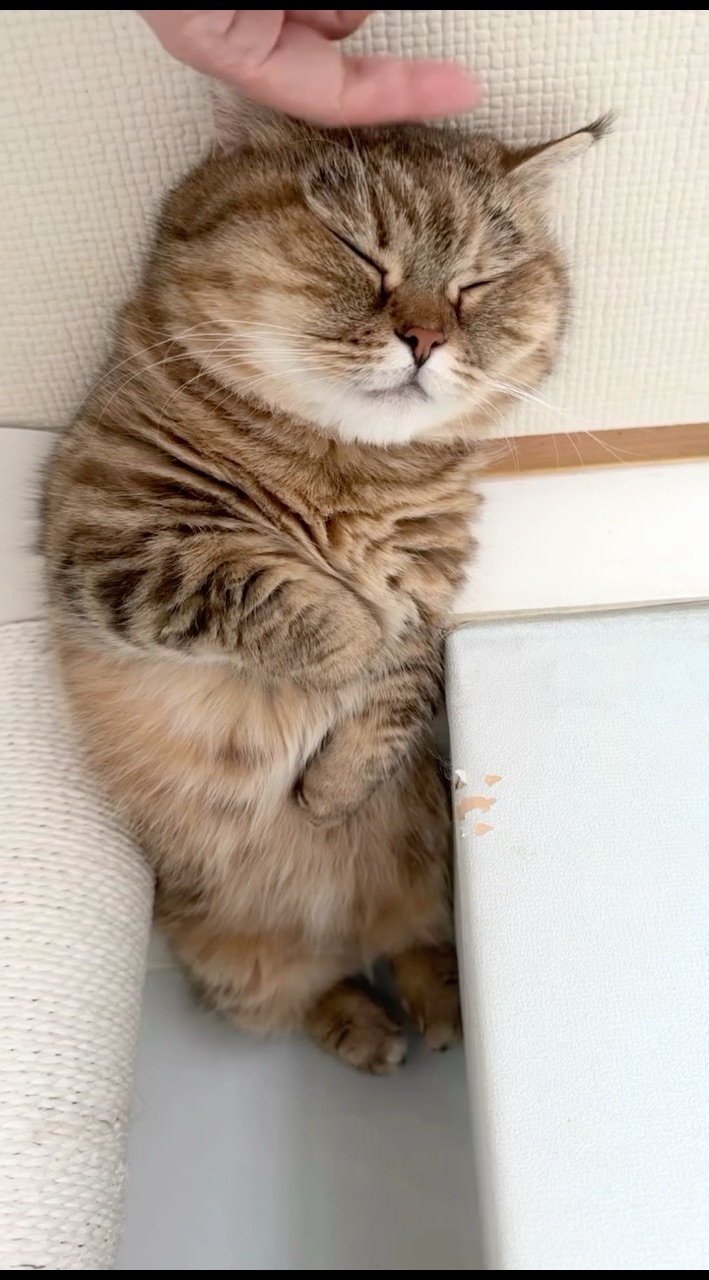 Looky_176434777057286 в LOOKY. #котики,#котята,#котикиправятмиром,#домашниеживотные,#котэ,#котейка. #котики #котята #кот...