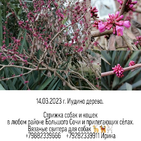 Looky_1676317000260 в LOOKY. #стрижкасобак,#одеждадлясобак,#ШИВ,#Сочи,#фотография,#стрижкасобакСочи,#Церсис,#ботаникаШИВ,#Иудинодерево,#работакакэкскурсия. 14.03.2023 г
Между р...