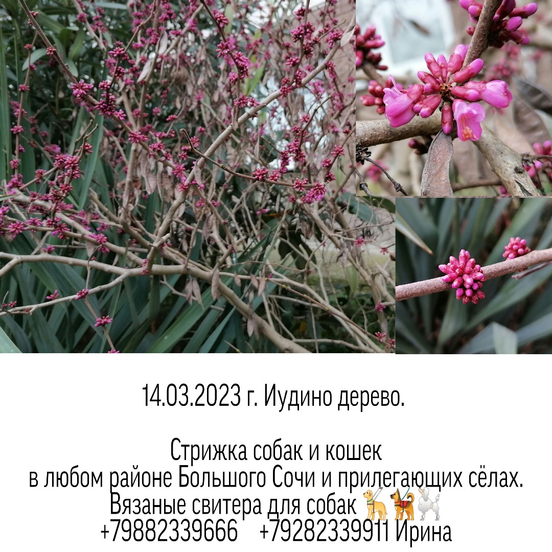 14.03.2023 г
Между работами. 
Сочи район "Светланы" 
Холодно, мокро. Пчёл не видно. 

Багрянник европейский, или Церцис европейский, или Иудино дерево (лат. Cercis siliquastrum) — деревья или кустарники, вид рода Багрянник (Cercis) семейства Бобовые (Fabaceae) .

Применение :
Декоративный
Медонос
Древесина как столярный материал
Молодые почки для острой приправы

Моя Малая Родина - моё вдохновение. 
Между работами. Места работы. 
Работа как экскурсия. 
Стрижка собак. Вязаные свитера. 
Работаю всегда и везде. 
Без выходных и в любом районе.
Стрижка собак и кошек в любом районе Большого Сочи и прилегающих сёлах. 
+79882339666    +79282339911 Ирина

#стрижкасобак
#одеждадлясобак
#ШИВ
#Сочи
#фотография
#стрижкасобакСочи
#Церсис
#ботаникаШИВ
#Иудинодерево
#работакакэкскурсия