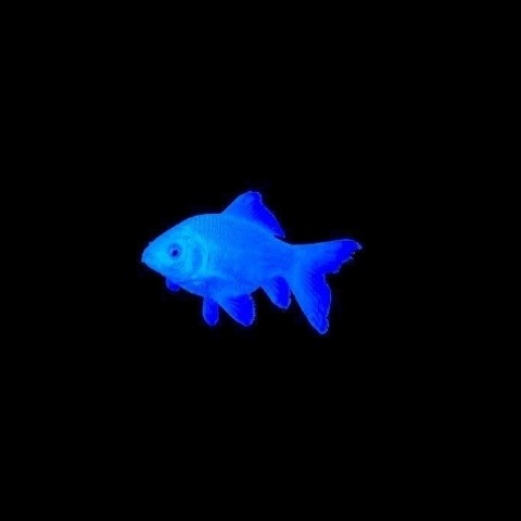 mikolajmix в LOOKY. . Рыбка