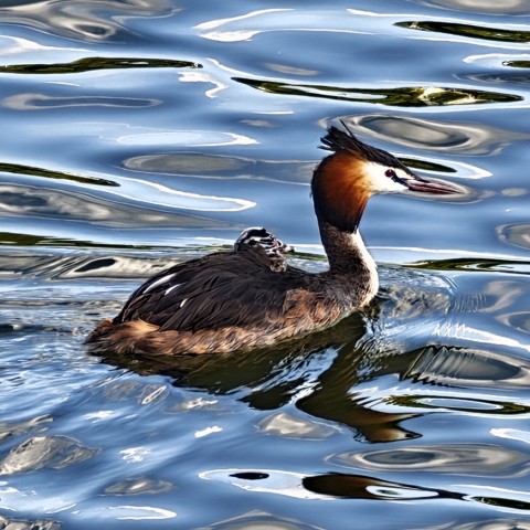 Животный мир Донецкого края в LOOKY. . Чомга (Podiceps cris...