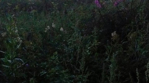 seregaevgrafov в LOOKY. . [#Туман](Туман) 