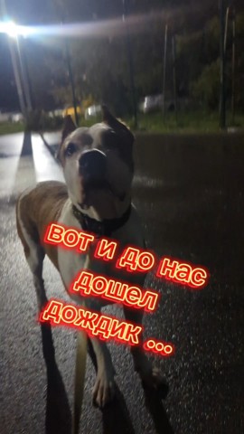 Жизнь Арчи в LOOKY. #Арчи,#осень2024,#амстафф,#собака,#стаффтерьер. настоящая осень....#...