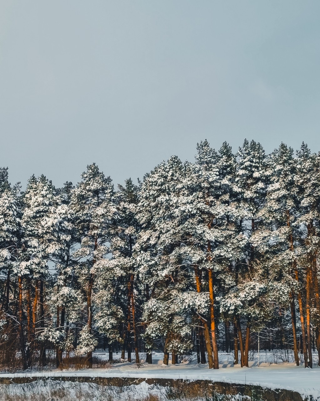 [#photo](photo) [#photography](photography) #photoonphone [#winter](winter) [#naturephotography](naturephotography) [#nature](nature) 