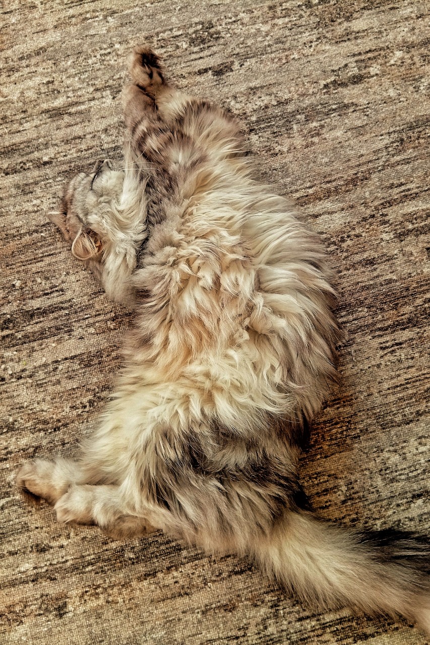 darenka_little в LOOKY. #котики,#cats,#ilovemycat,#lovecats,#nature,#instacat,#kitty,#animals,#коты #кот #cat #catsofinstagram #кошка #кошки #котята #котик #котэ #catstagram #котенок #животные #catlover #catlovers #instacat #инстакот #котя #котятки #catlife #catoftheday #cats_of_instagram. Космовёрт
#котейка #...