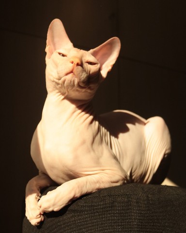 MarcelandKo в LOOKY. . Я ж красавчег! [#кот...