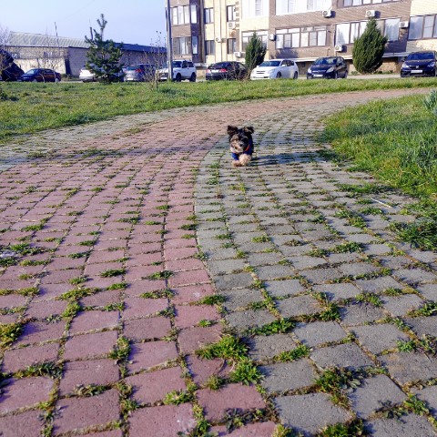 Looky_1697995680656 в LOOKY. #хвостатый_друг. #хвостатый_друг