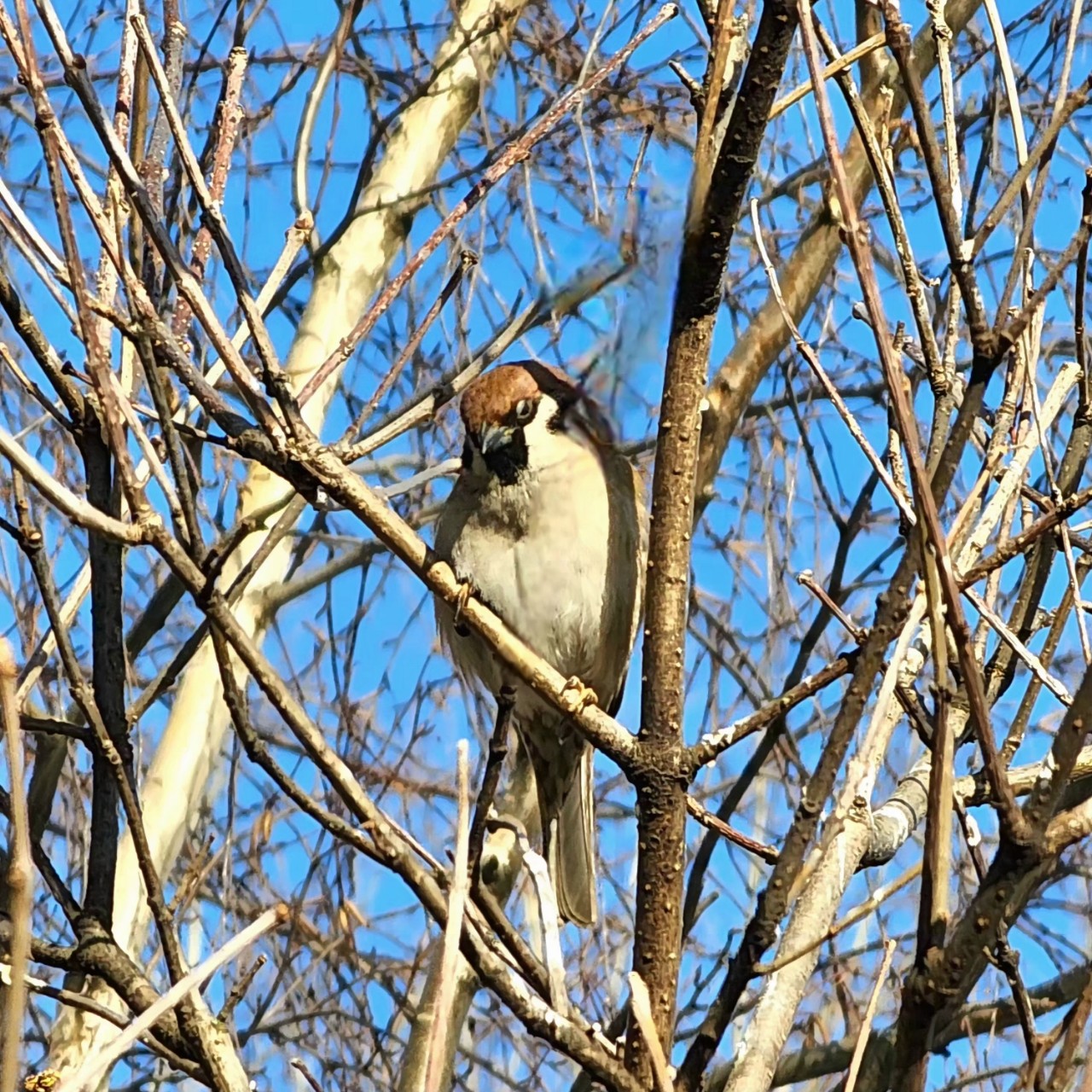 Воробей встречает песнями каждый день весны😊🐦‍⬛

#весна#март2026#воробей#природа
#птицы#фотоманитнас
#мобильноефото#красиво
#москва#looky #looky_блогер #looky_контент #looky_you #looky_топ #looky_official