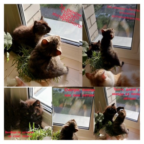 bloshkin60 в LOOKY. #котики. За окном столько все...