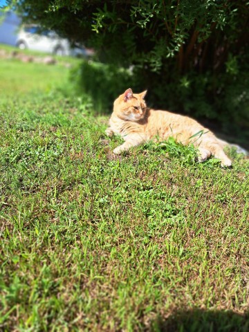 fatinya19488 в LOOKY. . Доброутра!
[#котрыжи...