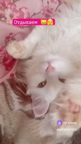 semenovaokoksana в LOOKY. #кошка,#котик,#отдых. Отдыхаем 🐈 
#кошка ...