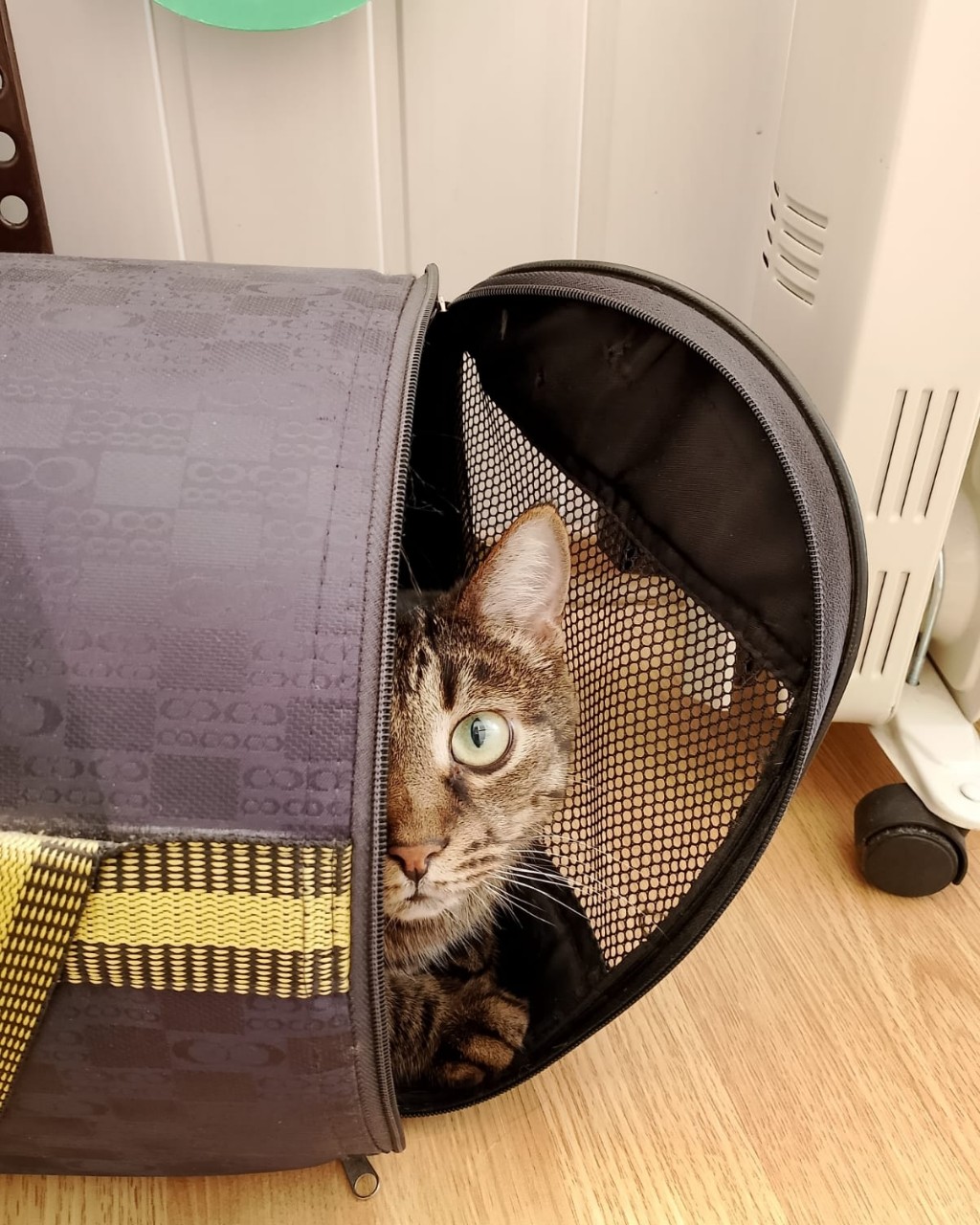 #майские давайте везите меня уже на шашлыки)) #котик #просто_кузя #на_шашлыки