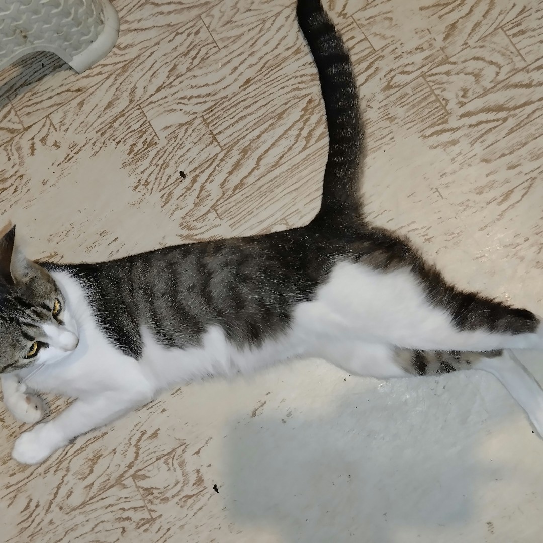Кот Мурчик in LOOKY. . Лежу