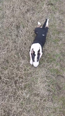 kennel.bss в LOOKY. . Наша малышка Волна Ч...