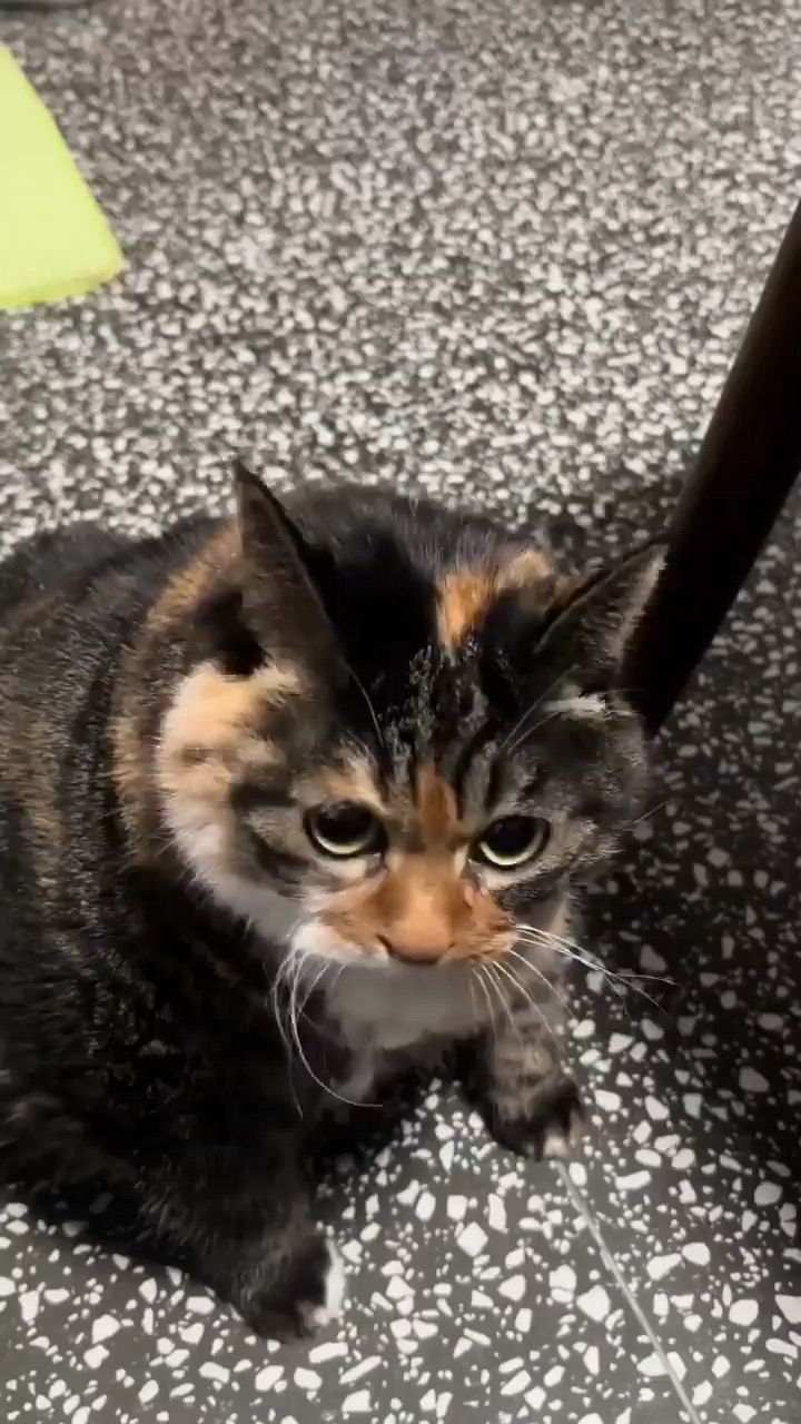 fuuny в LOOKY. . Кошара