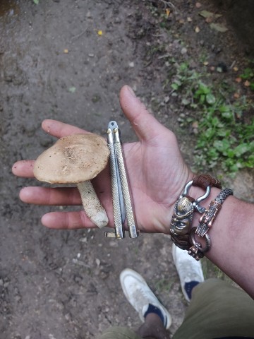 HateRaiser в LOOKY. #summer,#походзагрибами,#летняяпора,#тихаяохота. #summer [#mushroom ]...