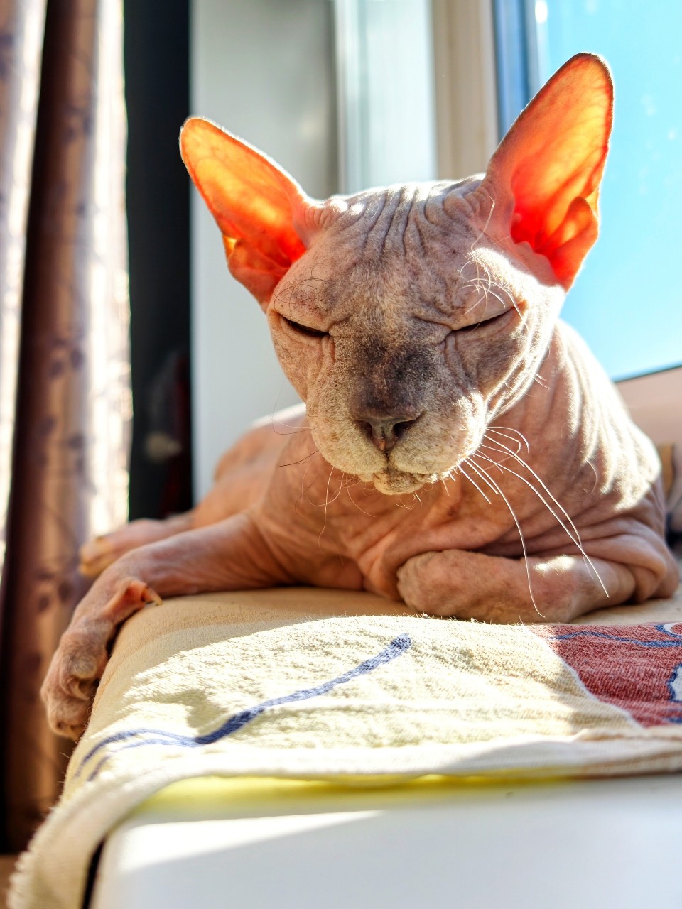 eva_sphynx_cat в LOOKY — фото 3