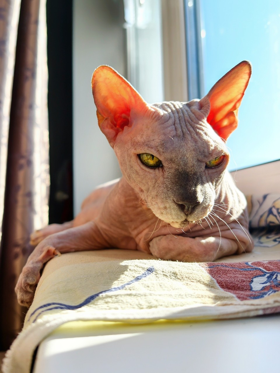 eva_sphynx_cat в LOOKY — фото 2