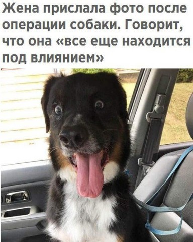 Looky_1692888802428 в LOOKY. . [#приколы](приколы) ...