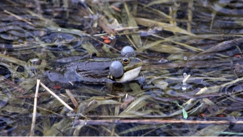 yuriy23 в LOOKY. #лягушка,#пруд,#дождь,#рептилия,#frog,#frosch,#repas,#nature,#фото,#природа,#природаРоссии,#живаяприрода,#юныйнатуралист,#натуралист,#ялюблюсвоюпланету,#поцелуйирасколдуй. Щас спою!     /     ...