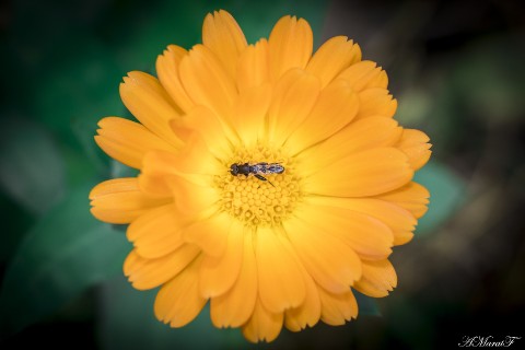 MaratAMF в LOOKY. #цветы,#макро,#macro,#canon,#canon760d. #цветы
#макро
#macro...