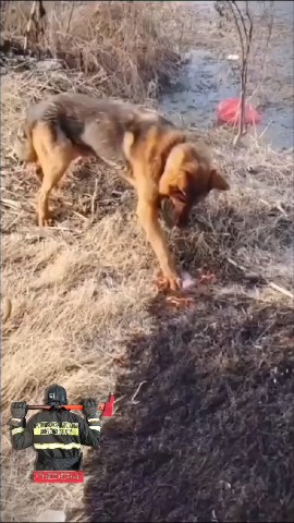 amurfirefighter в LOOKY. . Дожились! Собаки ста...
