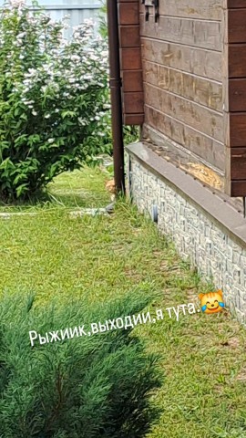fatinya19488 в LOOKY. . Игра в прятки!
Летни...