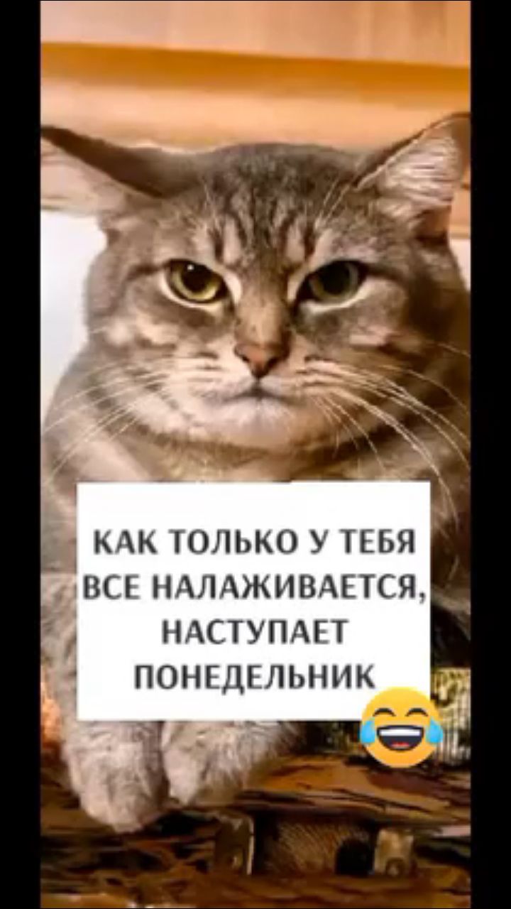 кошечка в LOOKY — публикация
