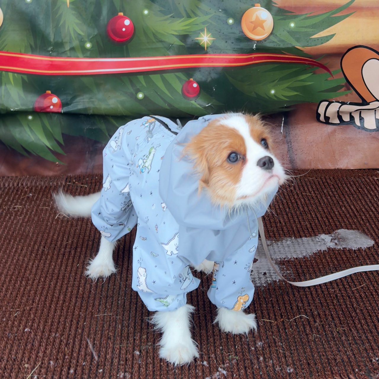 Светлана в LOOKY. . 